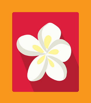 Plumeria flower, also called Frangipani, featured in Polynesian and Hawaiian garland, known as lei